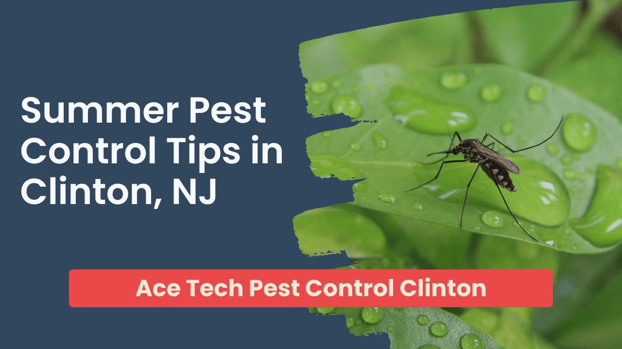 Summer Pest Control in Clinton NJ