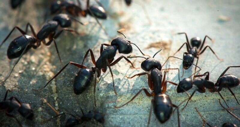 Ant Control In Clinton NJ