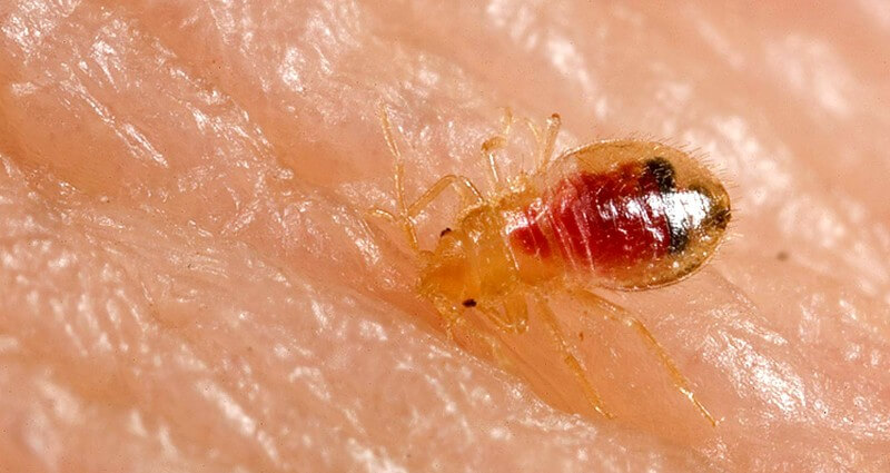 Bed Bug Control Treatment In Clinton NJ