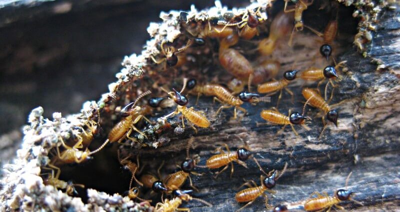 Termite Control & Treatment Services In Clinton NJ