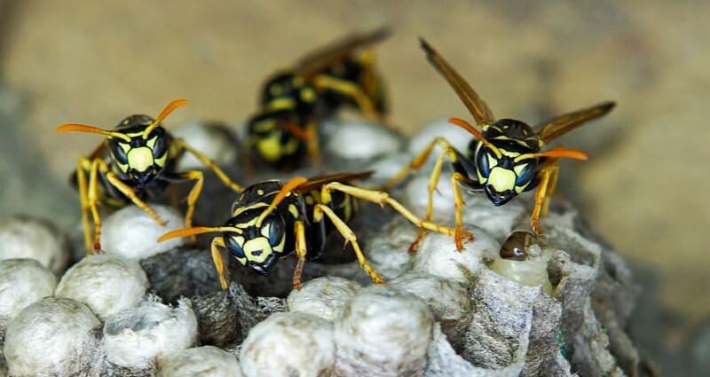 Wasp Control Services In Clinton NJ